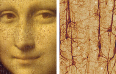 Mona Lisa neurons